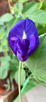 V kathyayani