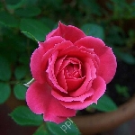 Vamshi