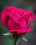 SREE LAXMI