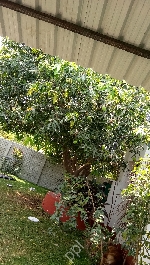 Chinni