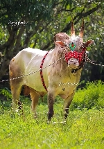 Saikishore