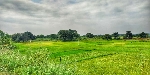 Manikanta