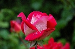 Swathi.D
